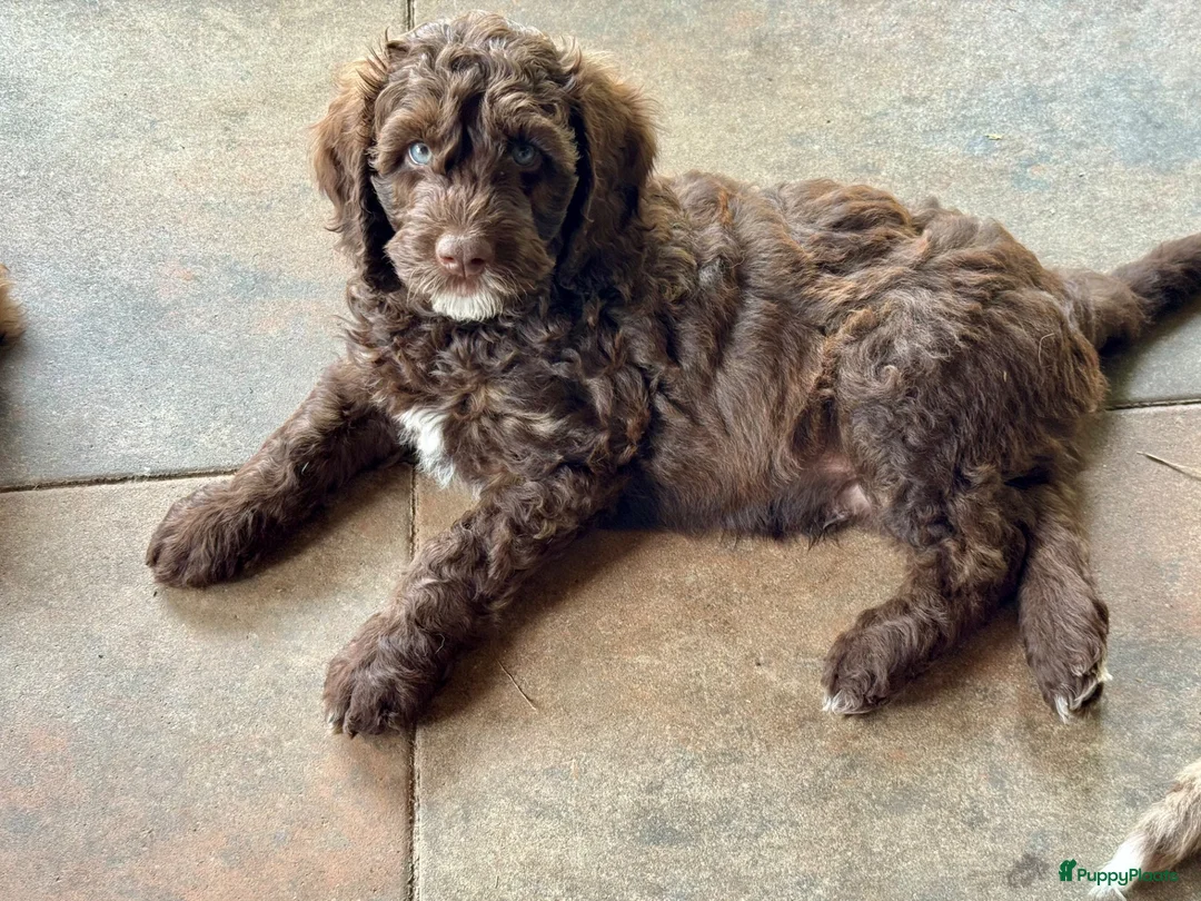 Kruising honden te koop: Aussiedoodles uit geteste ouders  in Lelystad - Advertentie 1
