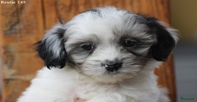 Kruising honden - Advertentie 14