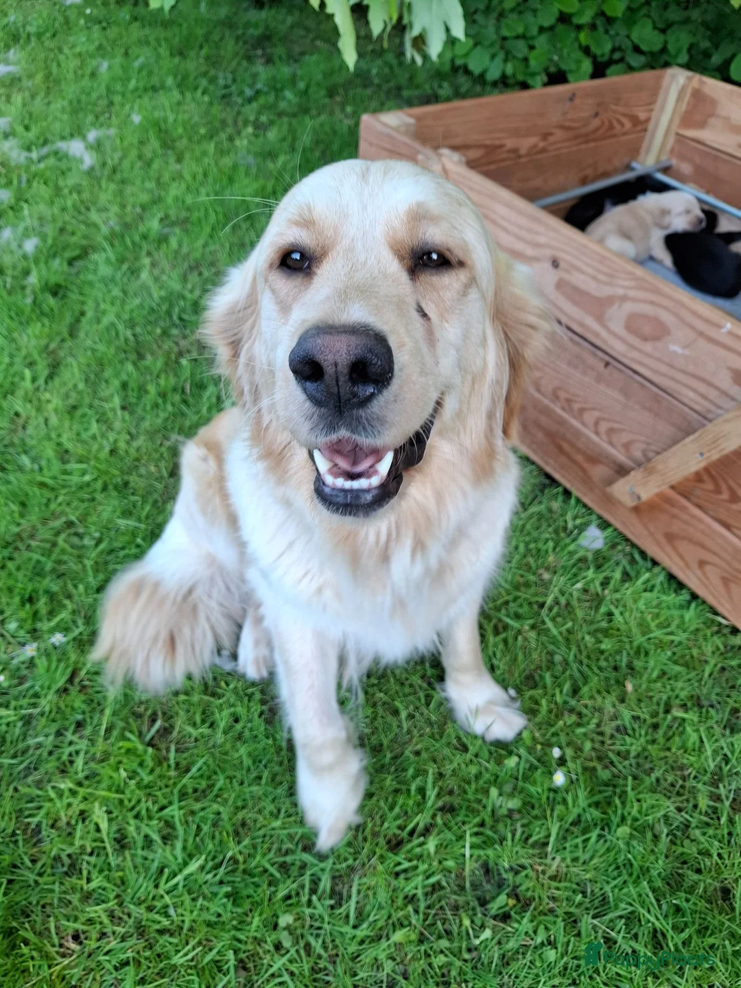 Goldador honden te koop: Prachtige lieve pup! in Westergeast - Advertentie 7
