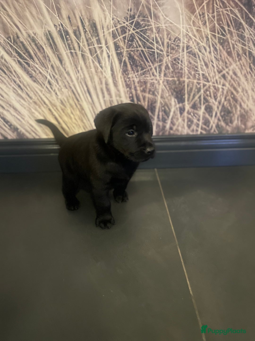 Labrador Retriever honden te koop: NEST AANKONDIGING LABRADOR PUPS - Advertentie 21