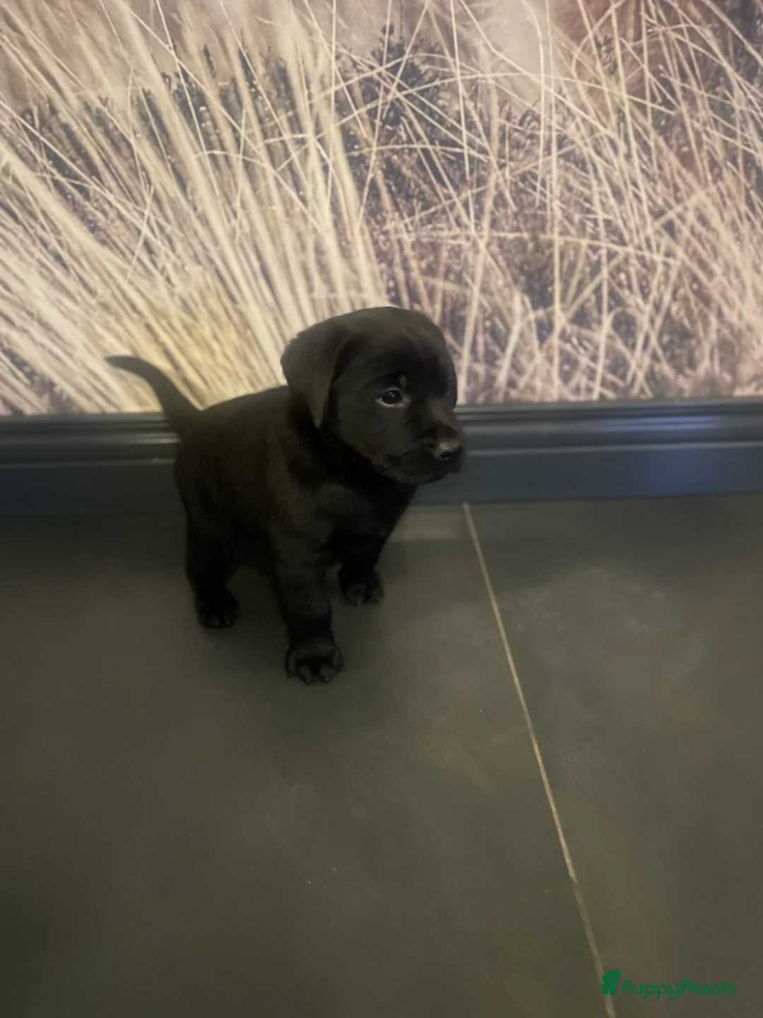 Labrador Retriever honden te koop: NEST AANKONDIGING LABRADOR PUPS - Advertentie 21