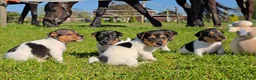 Jack Russel Terriër honden te koop: 🥰 5 Prachtige Jack Russel pups! 🐶 - Advertentie 3