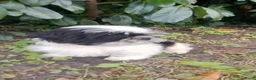 Shih Tzu honden te koop: Mooie lieve shih tzu puppys - Advertentie 6