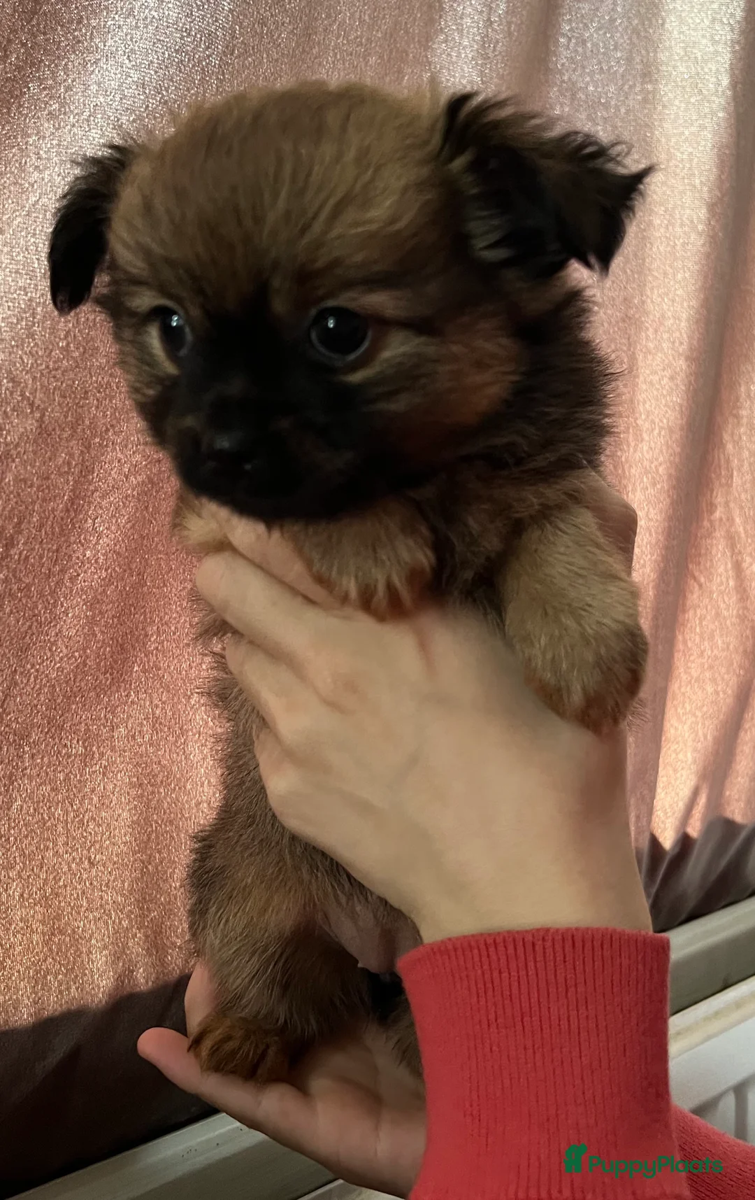 Pomchi honden te koop: Lieve Pomchi pups - Advertentie 8