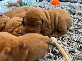 Vizsla korthaar honden Vizsla puppy’s - Advertentie 1