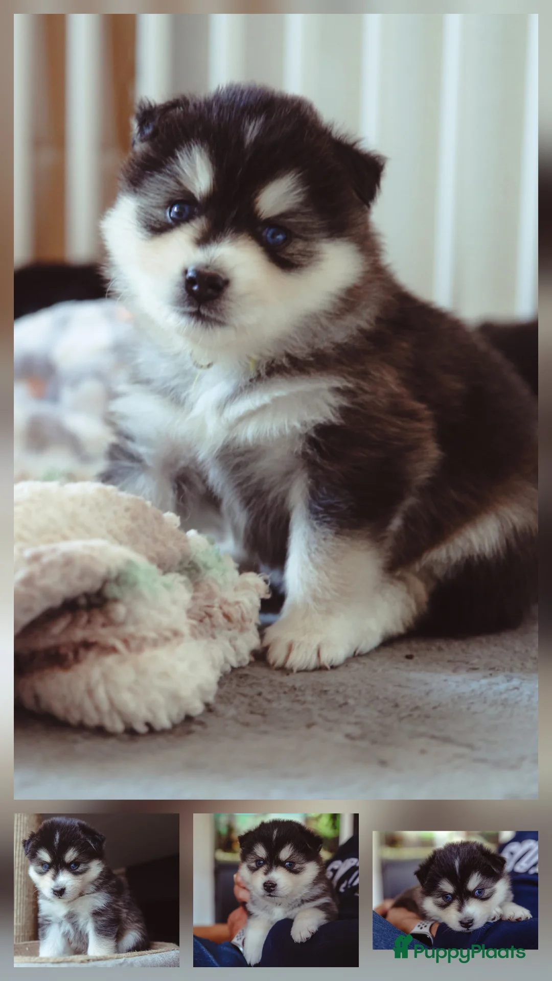 Pomsky honden te koop: Pomsky puppy's  met Husky looks - Advertentie 5