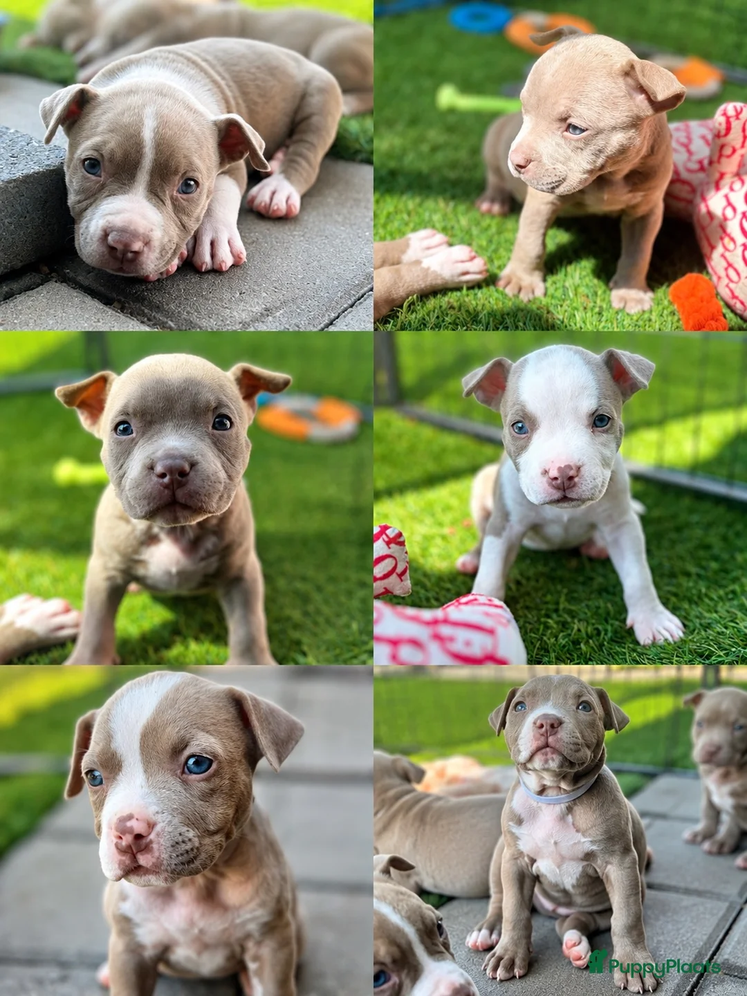 Amerikaanse Bully honden te koop: Amerikaanse pocket bully’s met stamboom - Advertentie 11