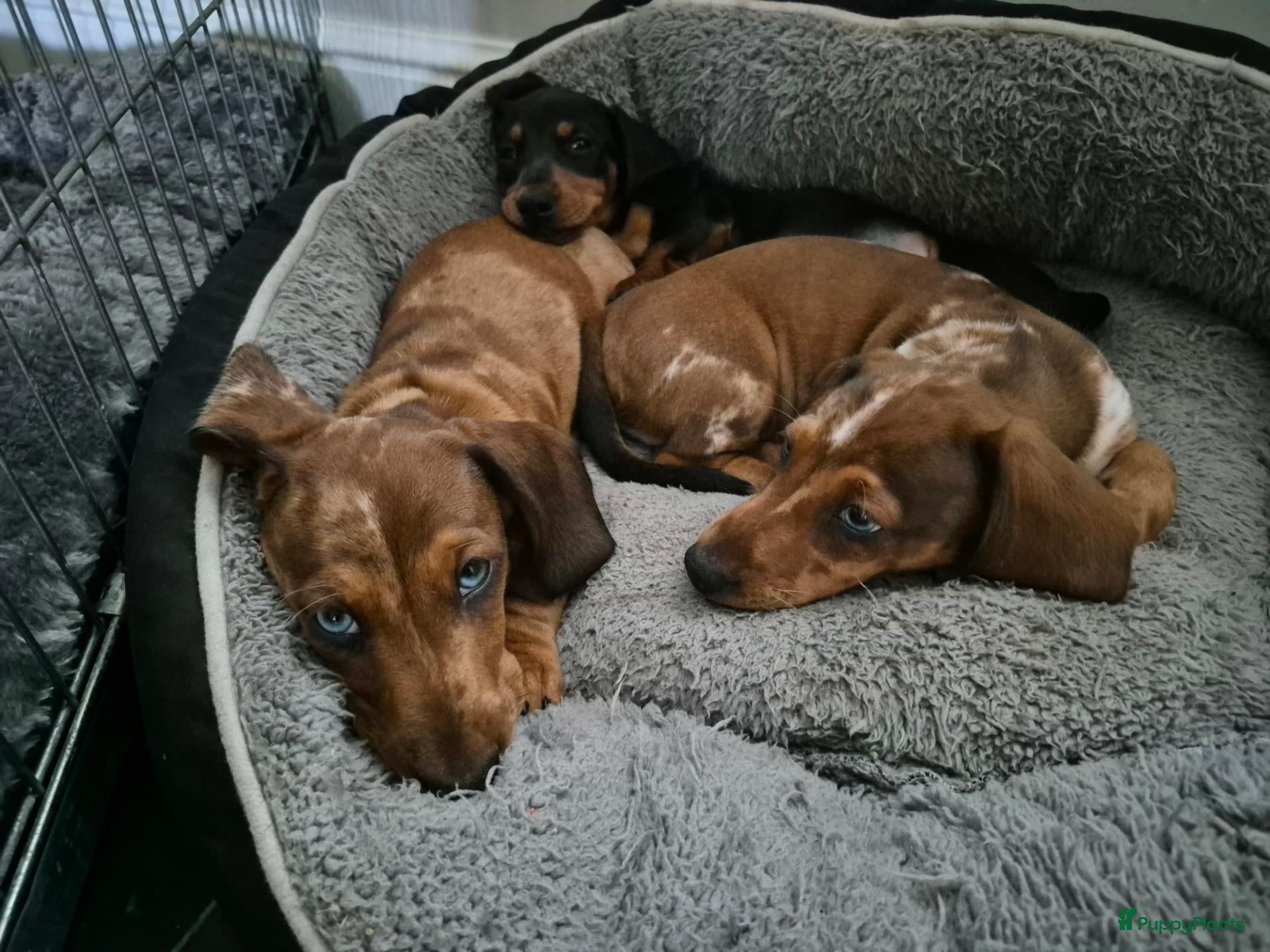 Teckel (korthaar)  honden Dwergteckel pups - Advertentie 4