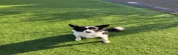 Border Collie honden te koop: Border Collie pups met FCI stamboom - Advertentie 15