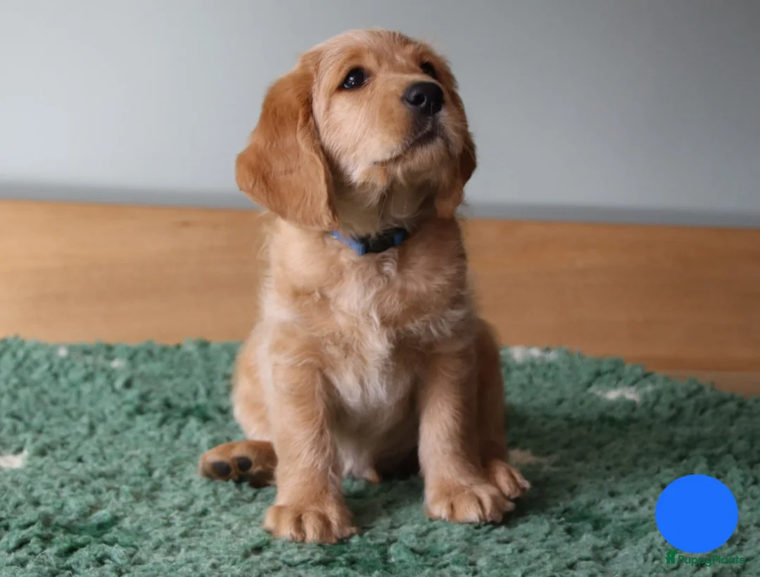 Labradoodle honden te koop: Lieve sociale mooie medium labradoedles - Advertentie 1