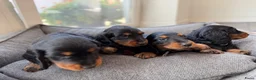 Teckel (langhaar) honden te koop: Teckel standaard langhaar met stamboom - Advertentie 8