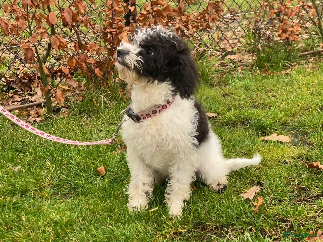 Maltipoo honden te koop: Leuk maltipoo teefje  - Advertentie 1