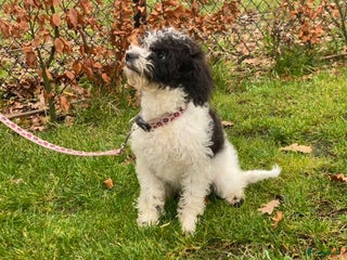 Maltipoo honden Leuk maltipoo teefje - Advertentie 2