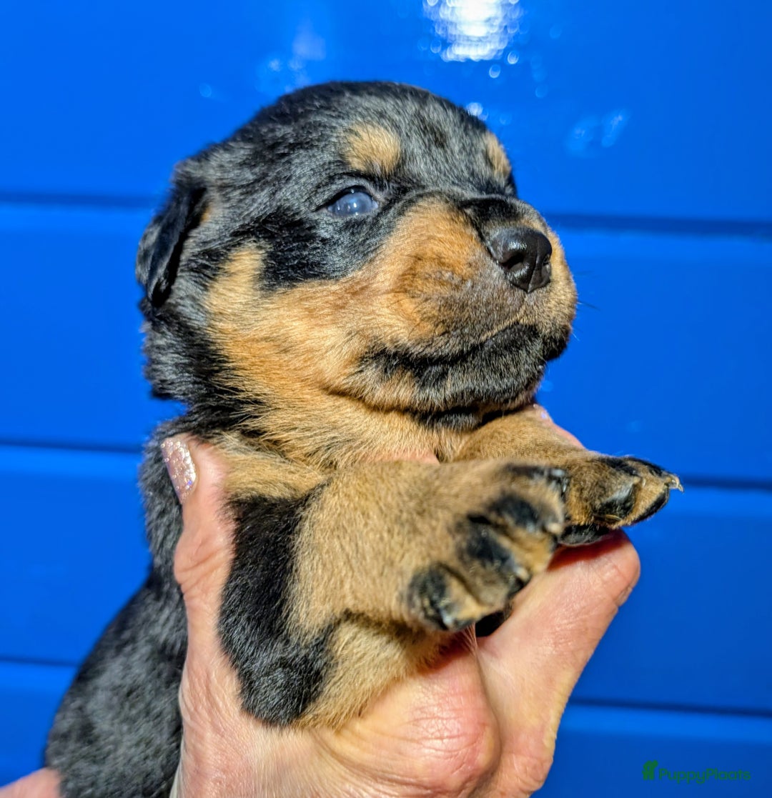 Rottweiler honden te koop: Zeer mooie rottweiler pups   - Advertentie 15