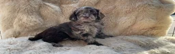 Labradoodle honden te koop: Nog 3 prachtige Labradoodle puppy’s beschikbaar - Advertentie 22