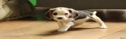Beagle honden te koop: Beagle pups met stamboom  - Advertentie 13