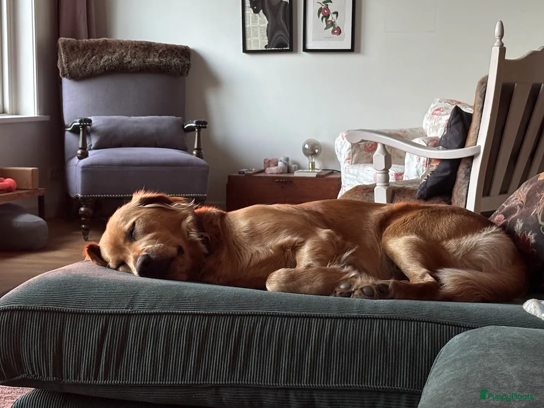 Golden Retriever honden te koop: Onze werklijn golden retriever krijgt kleintjes! - Advertentie 4