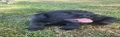 Labrador Retriever 1