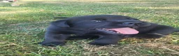 Labrador Retriever honden te koop: Prachtig nest zwarte Labrador pups - Advertentie 15