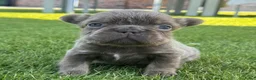 Franse Bulldog honden te koop: Fluffy Franse Bulldog pups unieke kleuren  - Advertentie 7