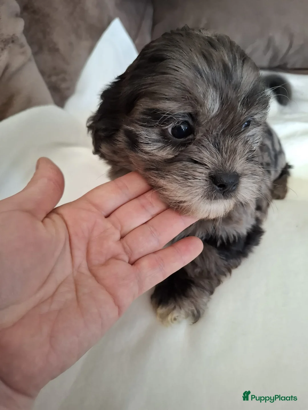 Boomer honden te koop: Drie mooie boomer reutjes  - Advertentie 8