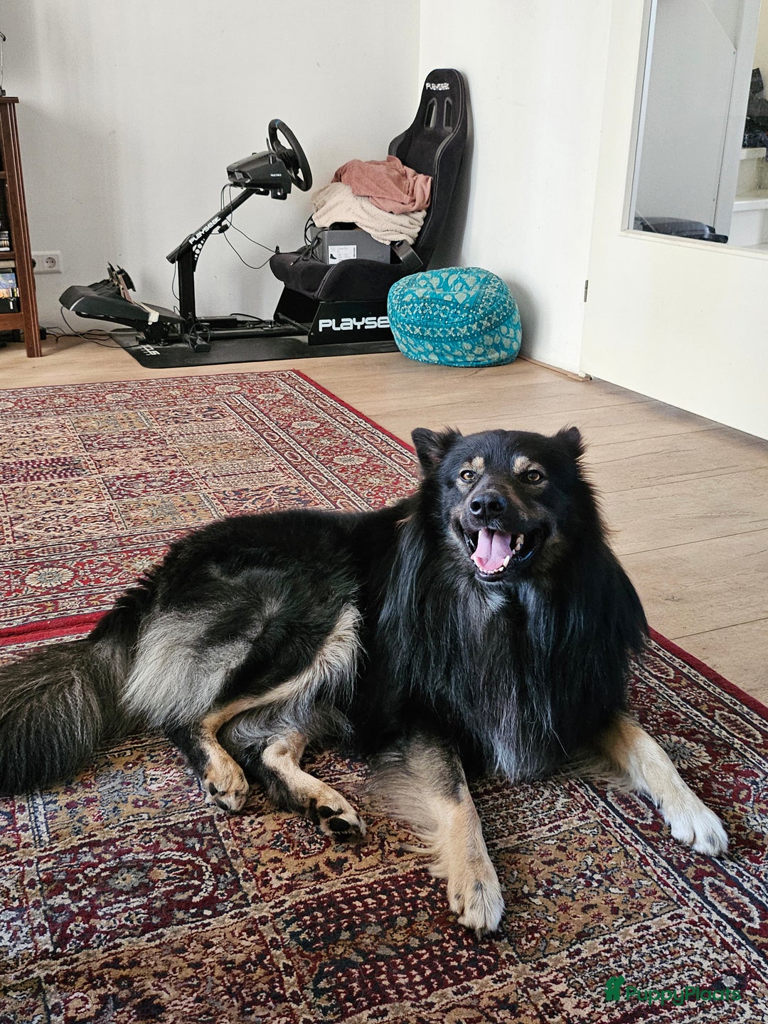 Kruising honden ter dekking: Unieke Dekreu aangeboden in Almelo - Afbeelding 3