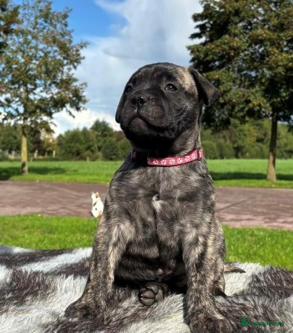 Bullmastiff honden Prachtige Bullmastiff Pups - Advertentie 2