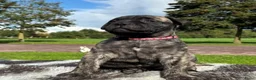 Bullmastiff honden te koop: Prachtige Bullmastiff Pups - Advertentie 5