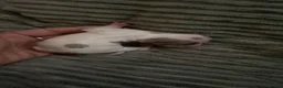 Chihuahua honden te koop: Mooie chihuahua pups te koop - Advertentie 5