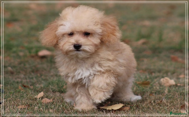 Maltipoo honden - Advertentie 14