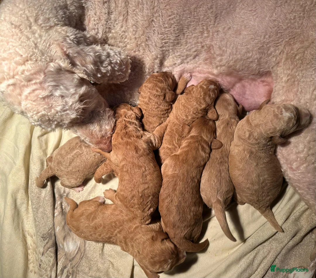 Labradoodle honden te koop: prachtige labradoodle x australian labradoodle - Advertentie 23