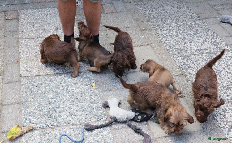 Kruising honden - Advertentie 2