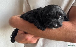 Cockapoo honden te koop: Cockapoo herhaalnestje in Kessel - Afbeelding 3