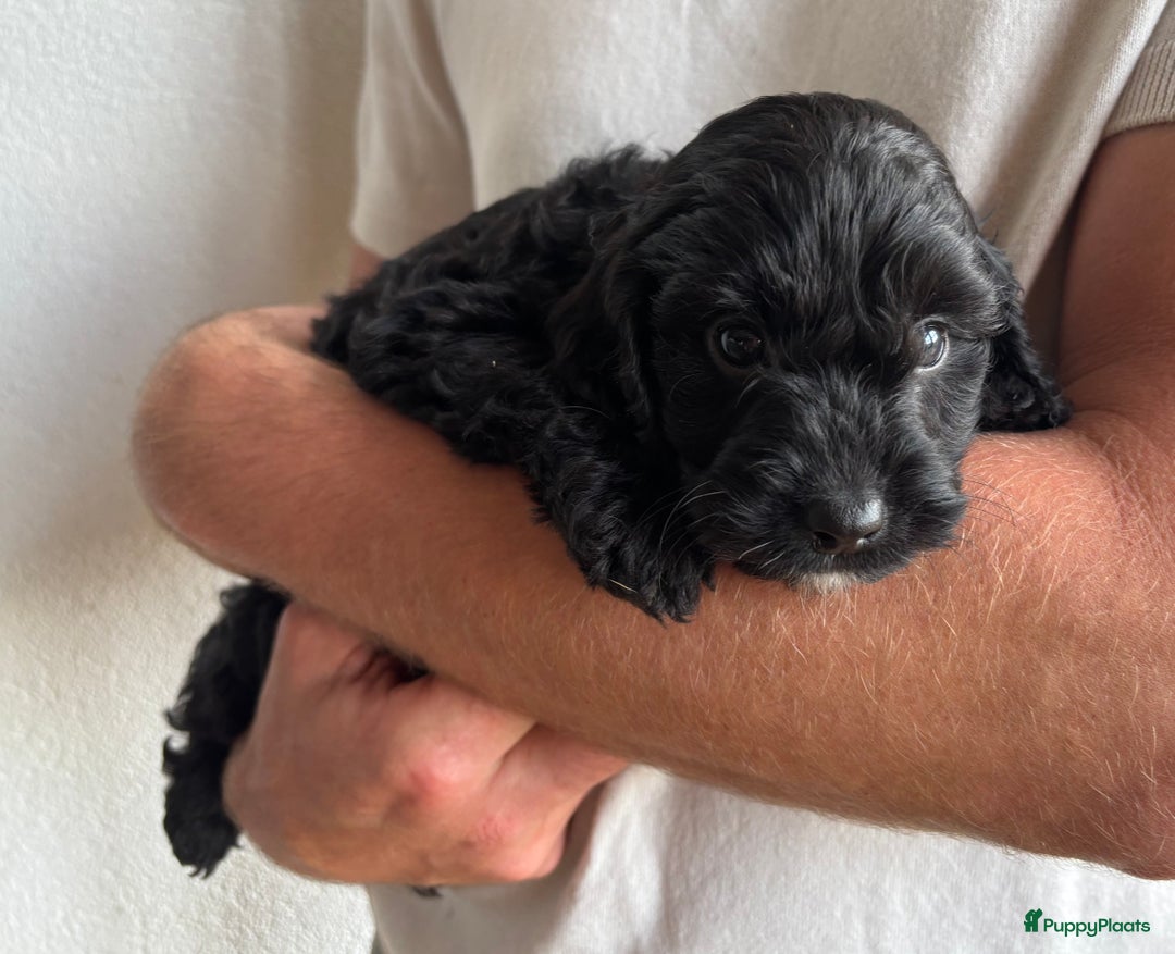Cockapoo honden te koop: Cockapoo herhaalnestje in Kessel - Afbeelding 3