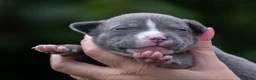 Amerikaanse Bully honden te koop: American Bully pups geboren - 24 juni  - Advertentie 7