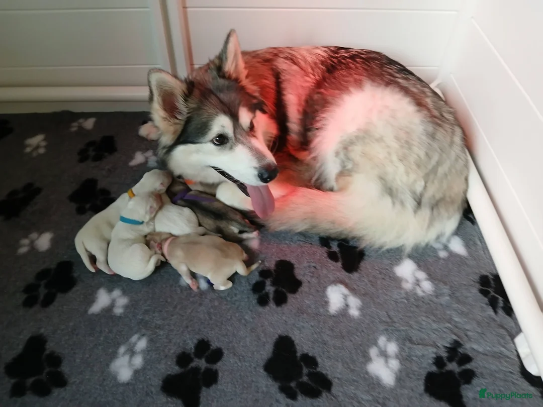 Kruising honden te koop: Shepsky pups in Veenendaal - Advertentie 3