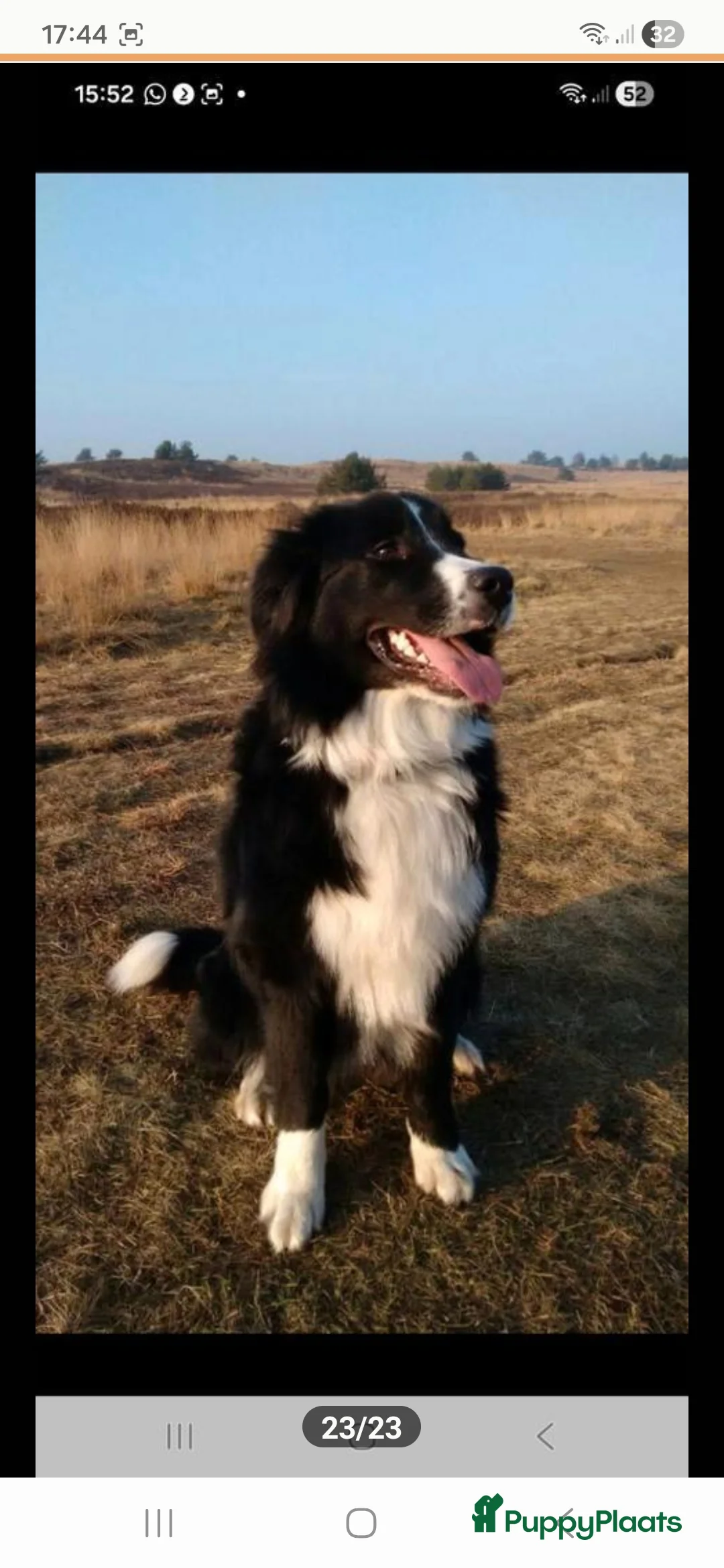 Kruising honden te koop: Xing golden retiever, aussie in huis opgegroeid - Advertentie 15