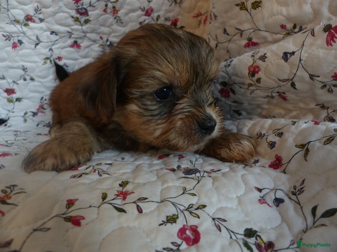 Yorkshire Terriër honden te koop: 5 pups Yorkshire Terrier gezond niet doorgefokt - Advertentie 10