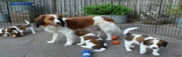 Kooikerhondje honden te koop: Raszuivere Kooikerpups - Advertentie 4