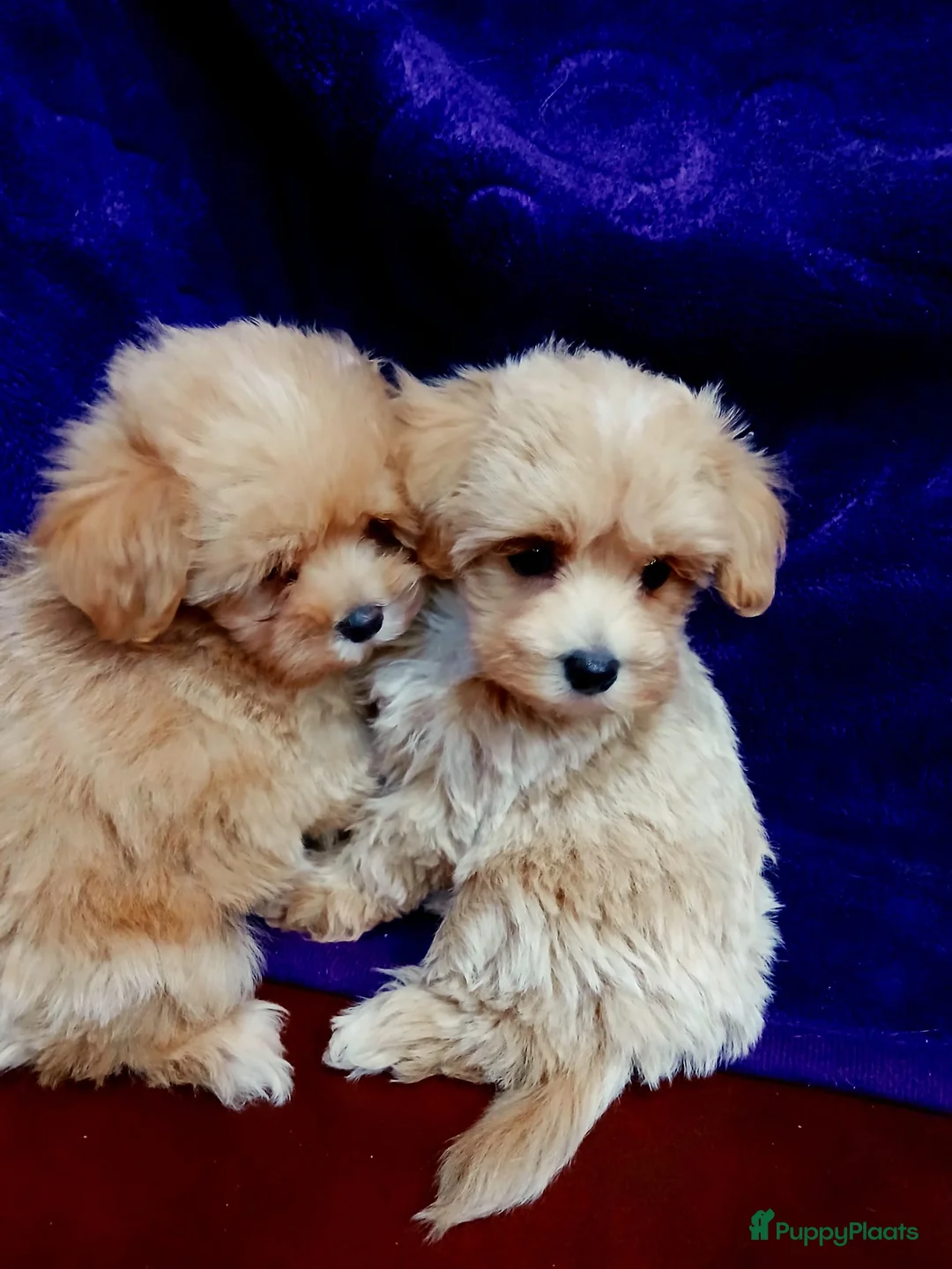 Maltipoo honden te koop: Mini Maltipoo pups , moeder aanwezig, NL nestje - Advertentie 6