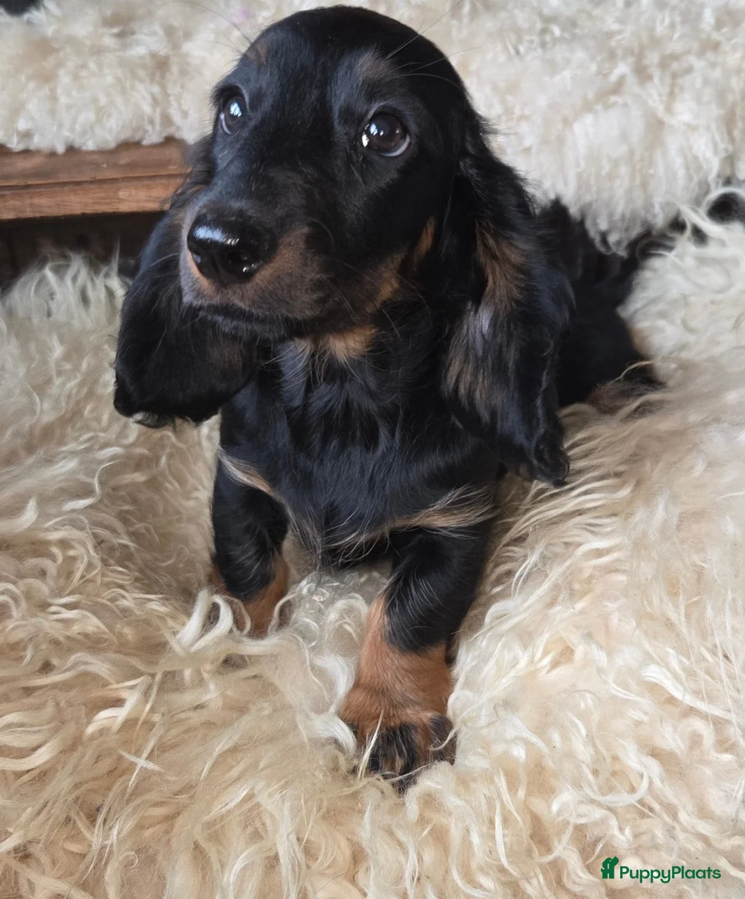 Teckel (langhaar) honden te koop: Laatste langhaar dwerg teckeltje - Advertentie 1