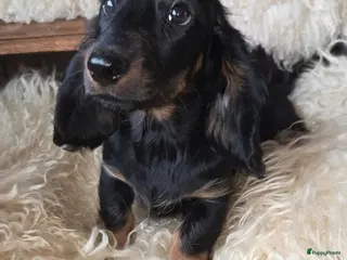 Teckel (langhaar) honden Laatste langhaar dwerg teckeltje - Advertentie 2