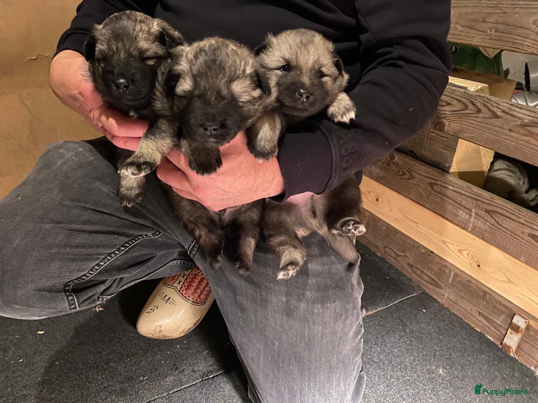 Keeshond honden te koop: Raszuivere blauwe /wolfsgrijze grote keeshond pups - Advertentie 13