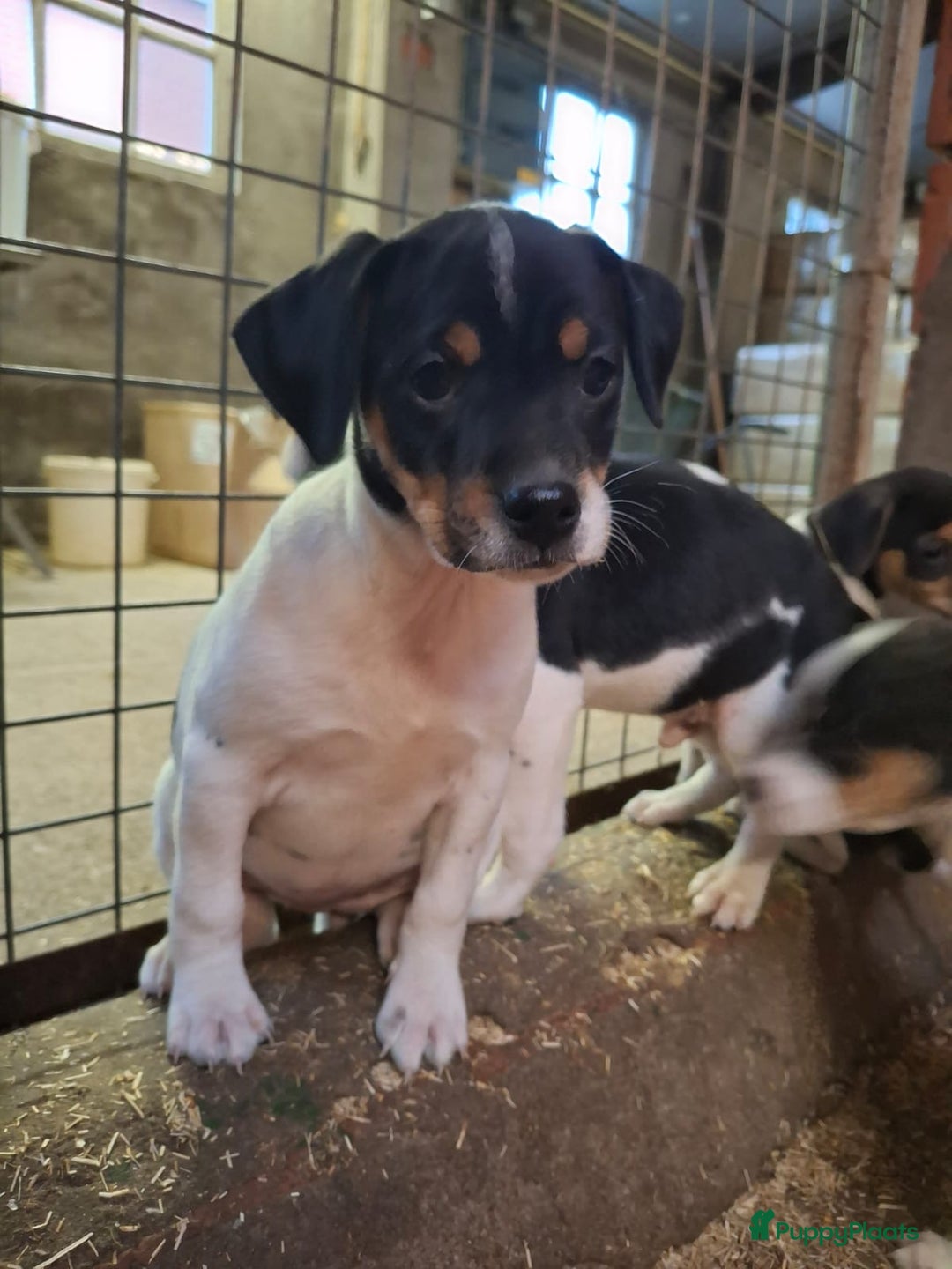 Fox Terriër Gladhaar honden te koop: boerenfox pups - Advertentie 6