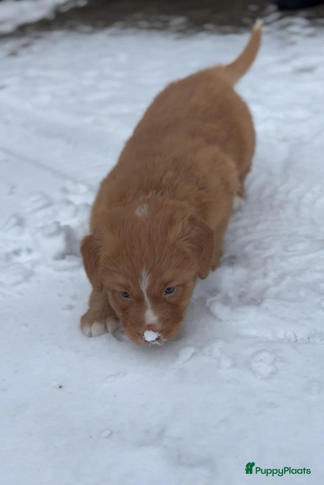 Nova Scotia Duck Tolling Retriever honden te koop: Toller pups met stamboom te koop  - Advertentie 9