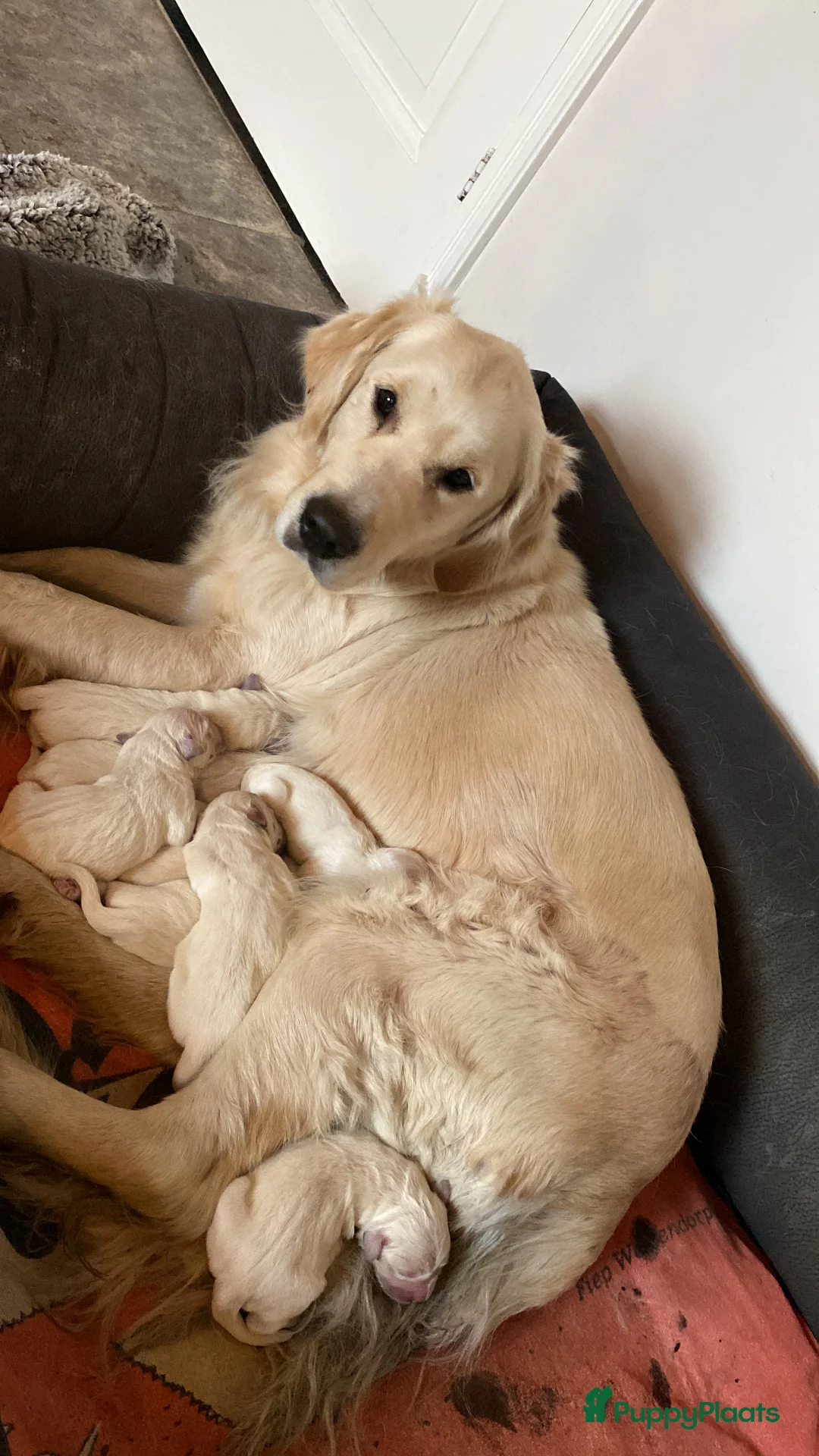 Golden Retriever honden te koop: Golden retiever pups - Advertentie 20