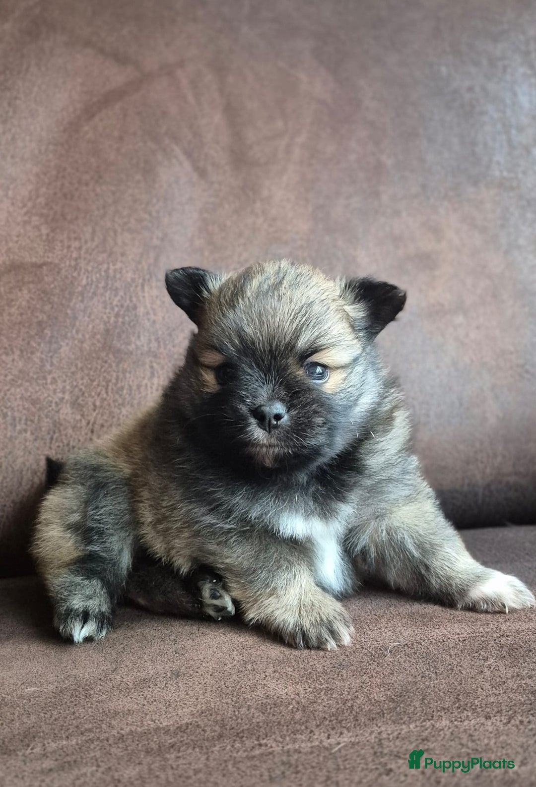 Kruising honden te koop: 3 reutjes - Advertentie 27