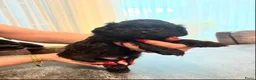 Shihpoo honden te koop: Nog twee puppy’s beschikbaar  - Advertentie 14
