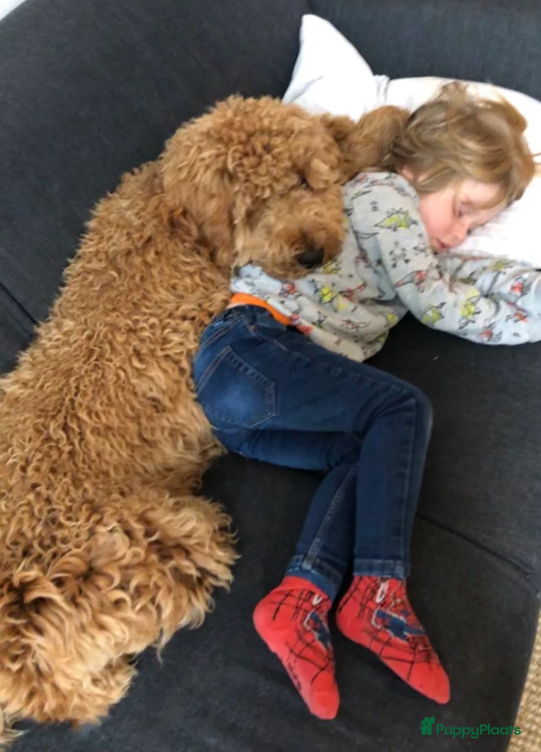 Labradoodle honden ter dekking: KNAPPE AUSTRALIAN LABRADOODLE DEKREU PUK in Breda - Advertentie 6