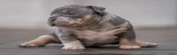 Amerikaanse Bully honden te koop: American Bully pups verwacht (GETEST)  - Advertentie 22